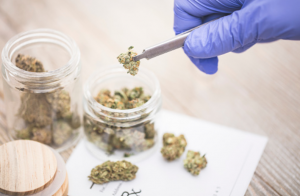 marijuana